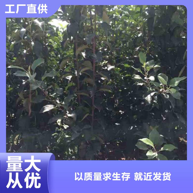 蘋果苗-葡萄苗工廠直銷