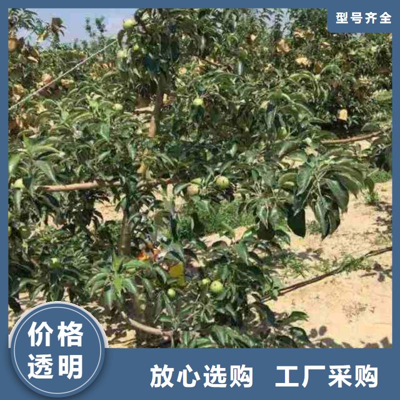 蘋果苗,梨樹苗誠信為本