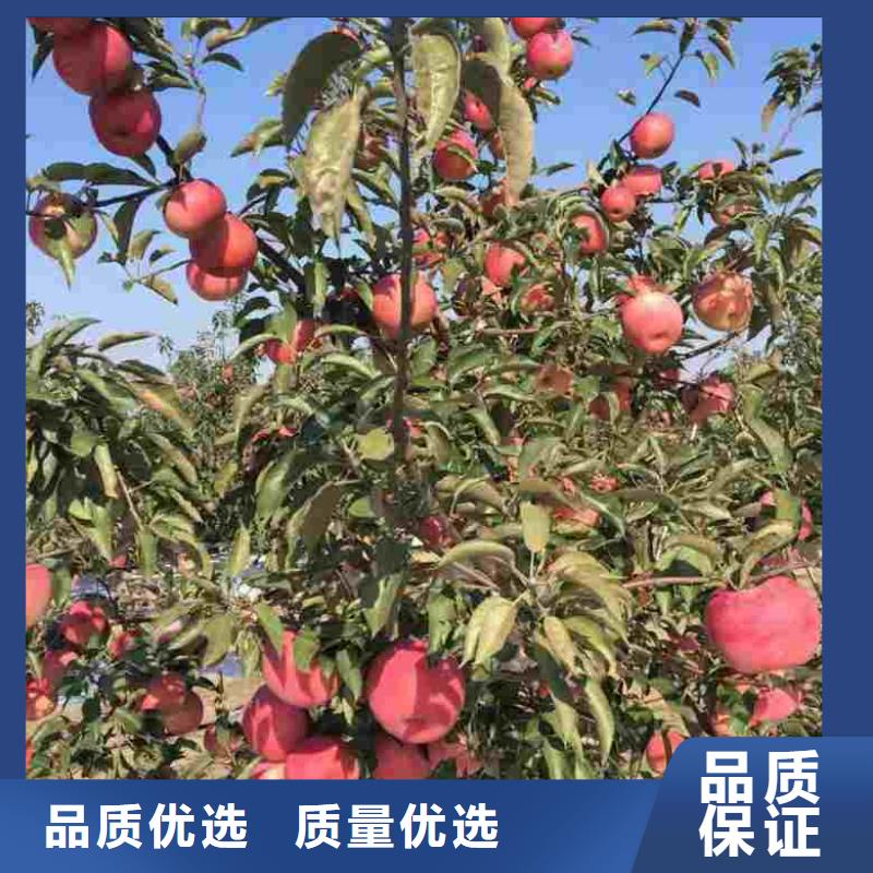 苹果苗敢与同行比价格