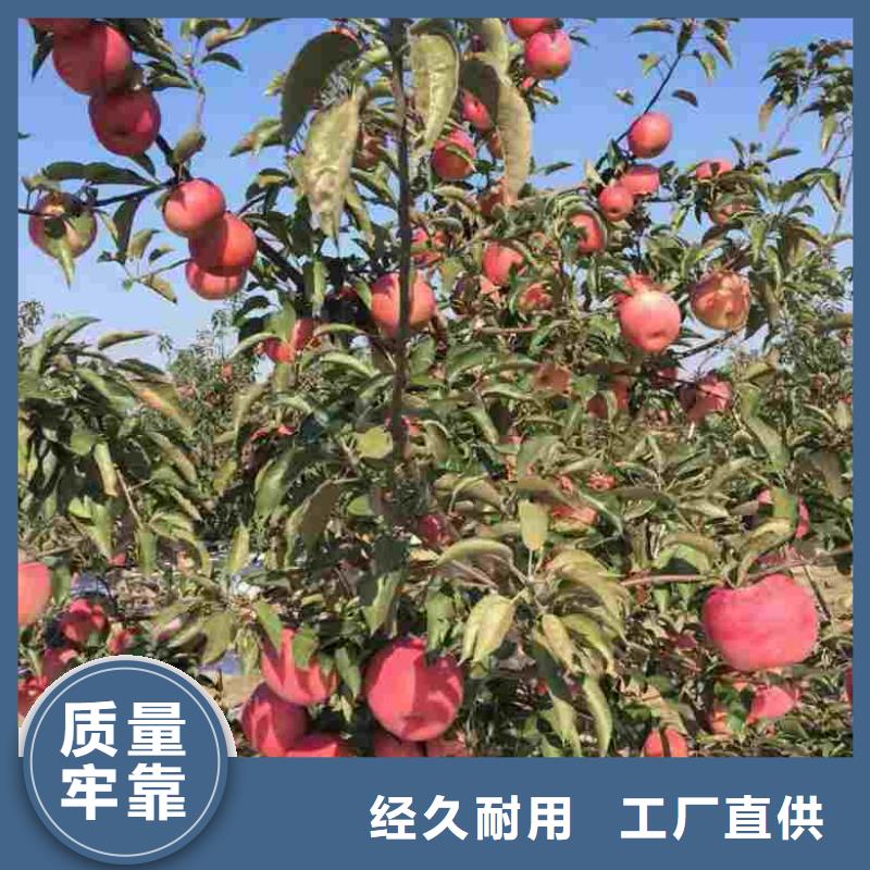 蘋果苗【藍莓苗】支持定制