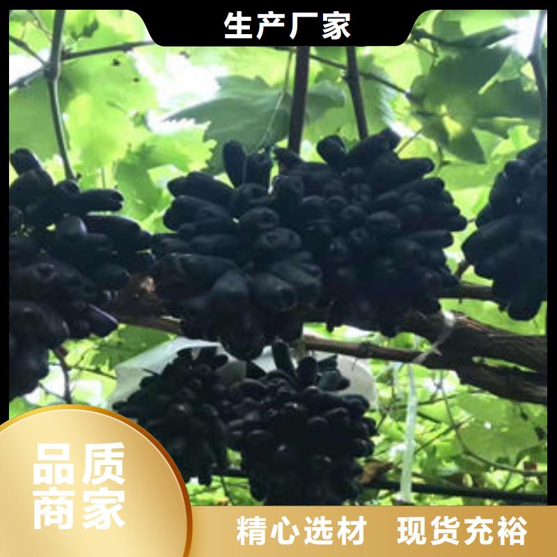 葡萄苗【板栗苗】實體廠家大量現貨