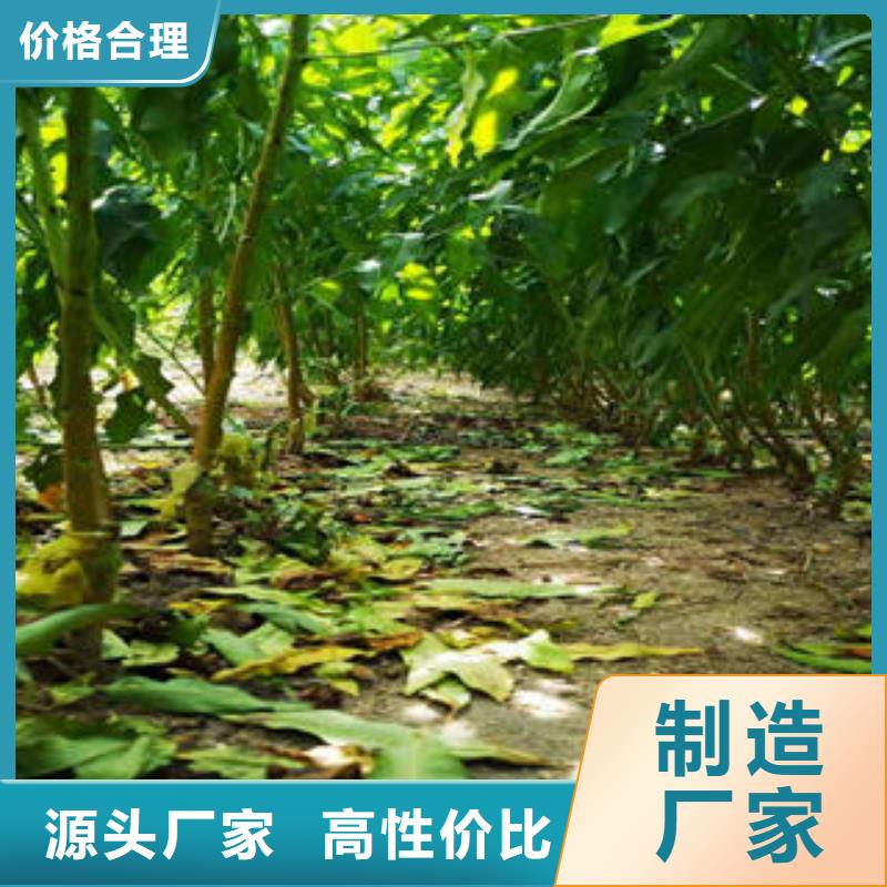 葡萄苗_山楂苗廠家質(zhì)量過(guò)硬