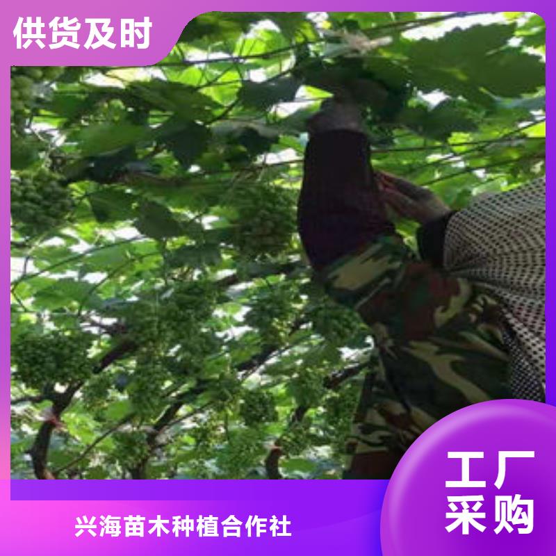 葡萄苗苹果苗物美价优