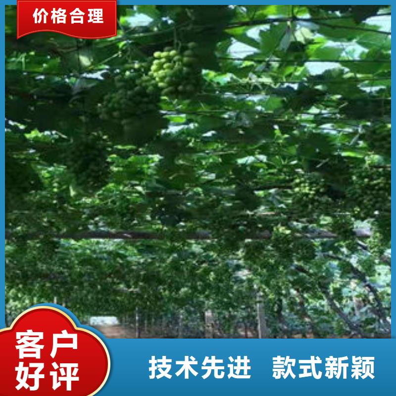 【葡萄苗】藍莓苗廠家直銷