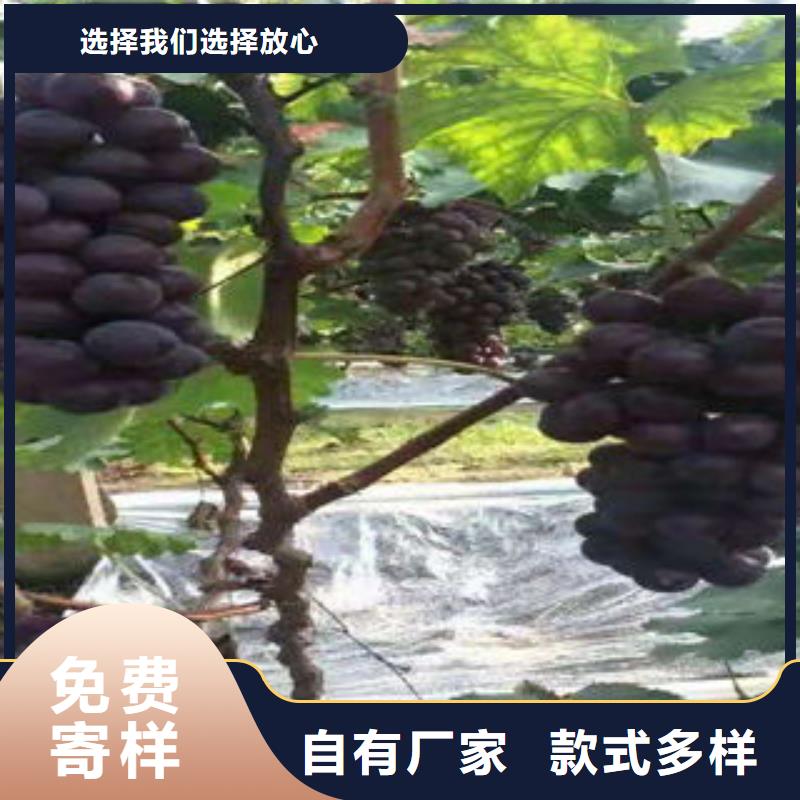 葡萄苗_山楂苗廠家質(zhì)量過(guò)硬