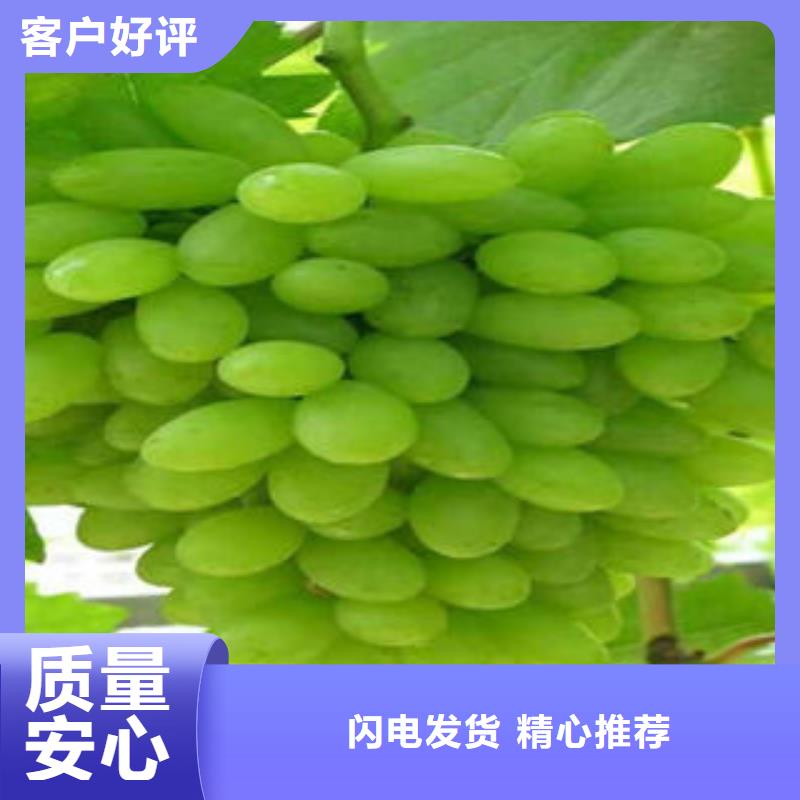 葡萄苗桃樹(shù)苗質(zhì)量?jī)?yōu)價(jià)格低