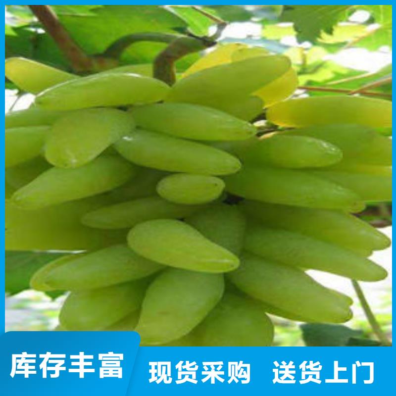 葡萄苗核桃苗應(yīng)用范圍廣泛