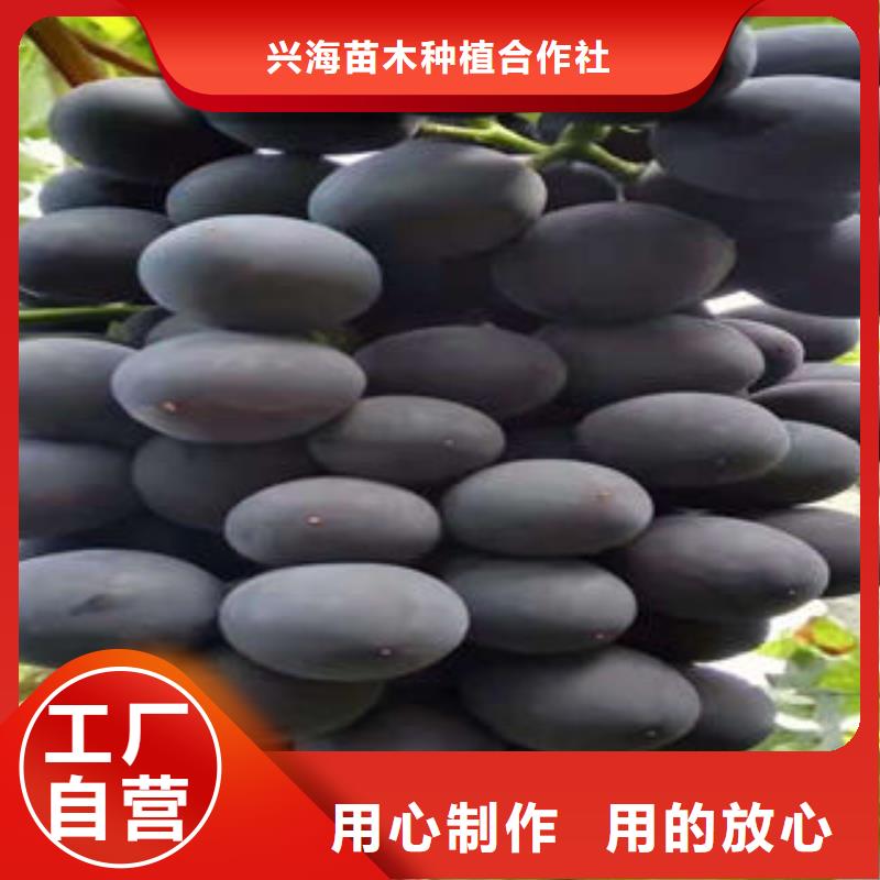 葡萄苗_山楂苗廠家質(zhì)量過(guò)硬