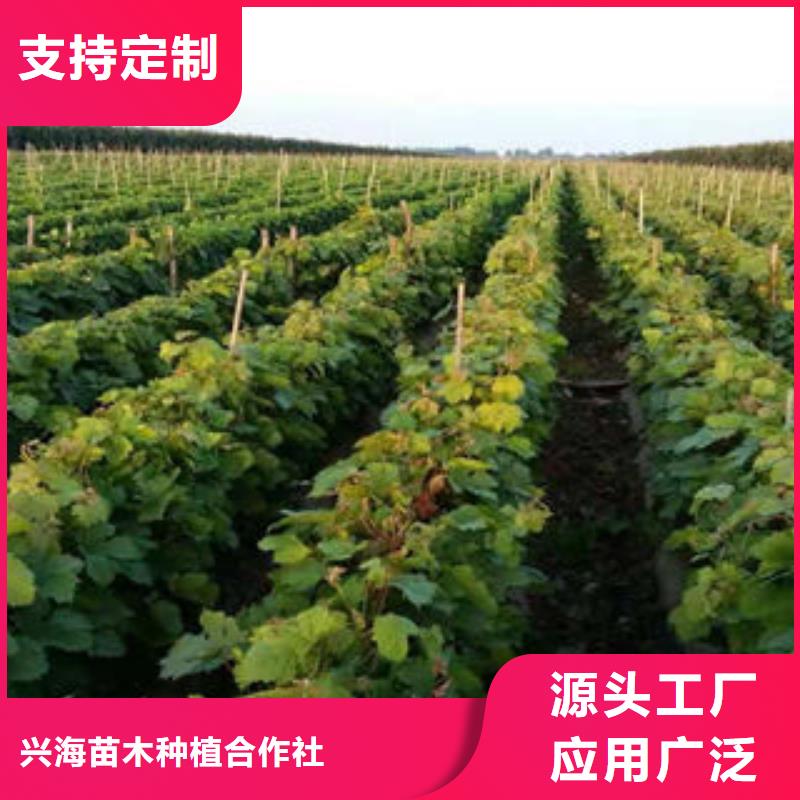 【葡萄苗】藍莓苗廠家直銷