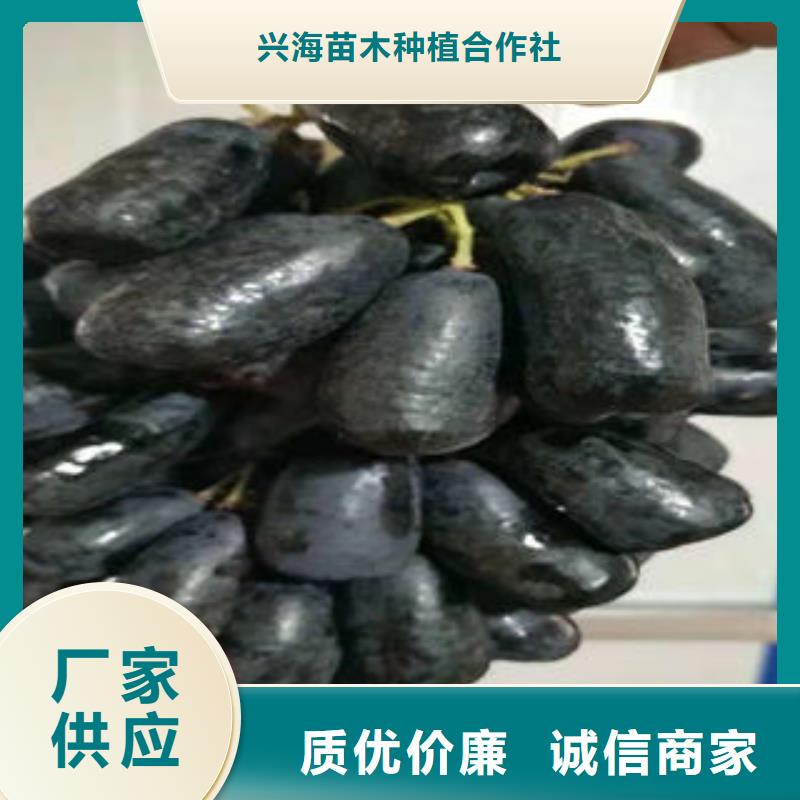 葡萄苗_山楂苗廠家質(zhì)量過(guò)硬