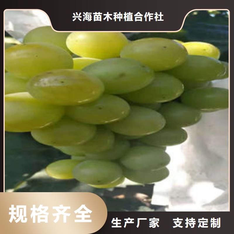 葡萄苗_山楂苗廠家質(zhì)量過(guò)硬