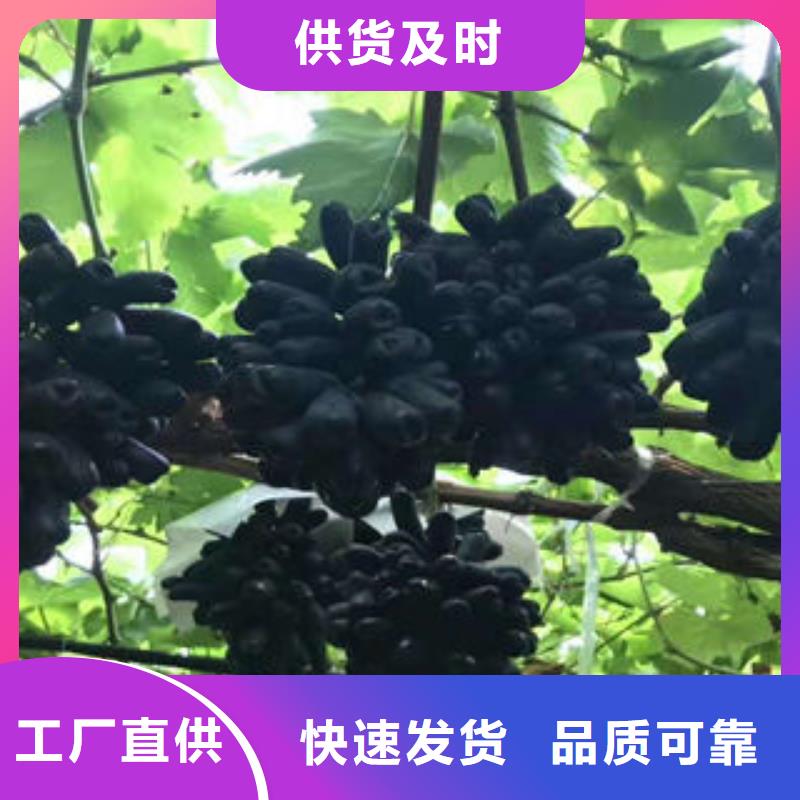 葡萄苗,桃树苗今日价格