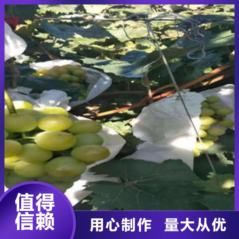 葡萄苗,【花椒苗】價格實惠