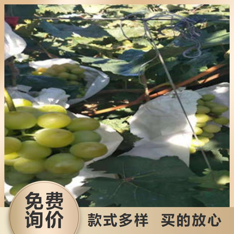 葡萄苗-板栗苗定制不额外收费