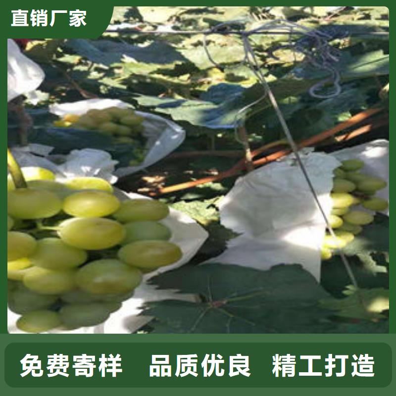 葡萄苗核桃苗應(yīng)用范圍廣泛