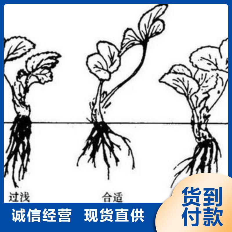 草莓苗【梨树苗】专业的生产厂家