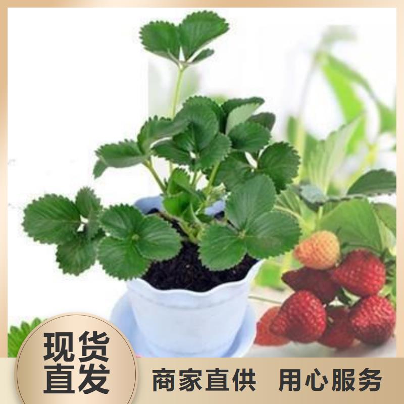 【草莓苗花椒苗优选厂家】