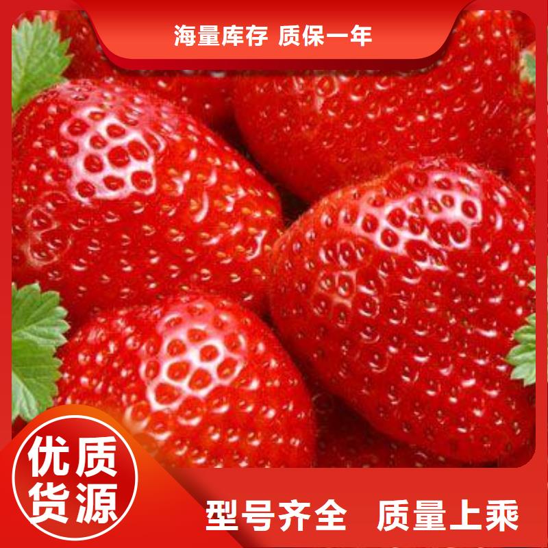 草莓苗-山楂苗来图来样定制