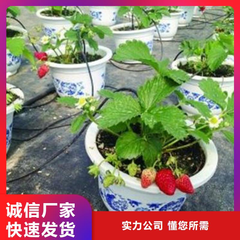 草莓苗,梨树苗工艺精细质保长久