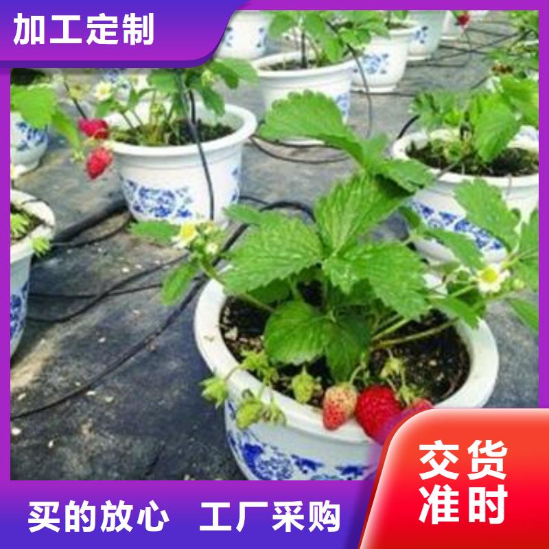 【草莓苗桃树苗专业按需定制】