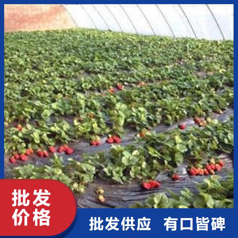 草莓苗,梨树苗工艺精细质保长久