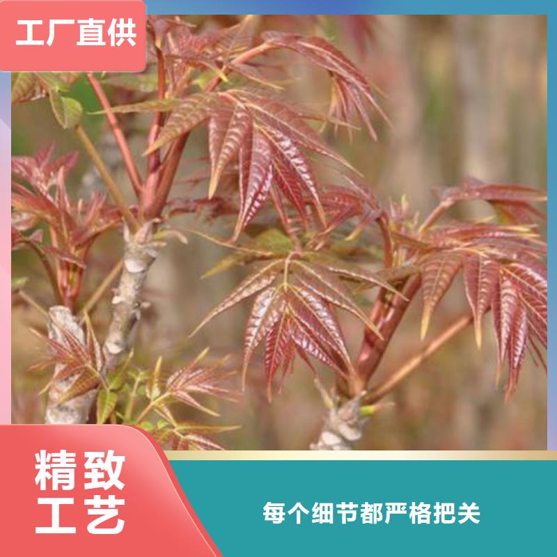 香椿苗花椒苗厂家