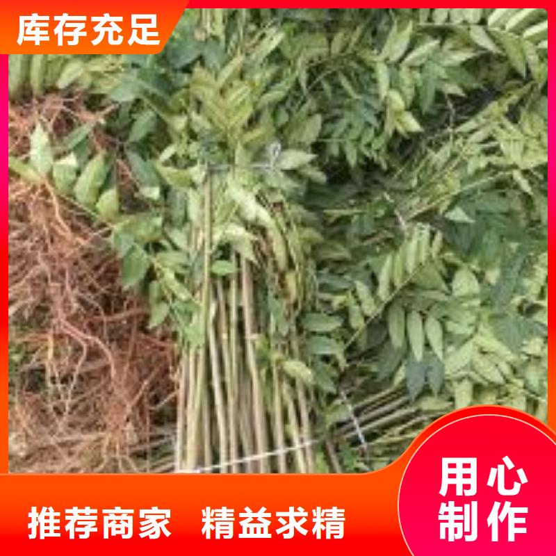 香椿苗_桃樹苗好產品價格低