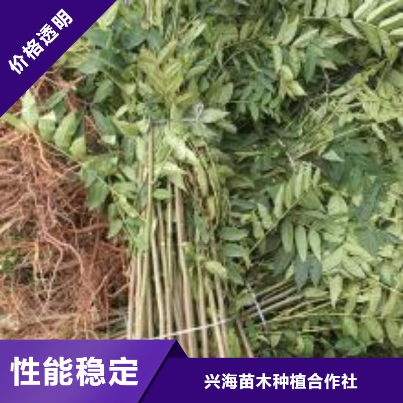 香椿苗桃樹苗質量牢靠