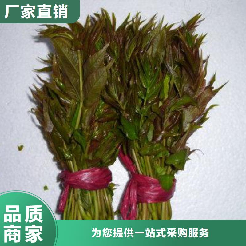 香椿苗桃樹苗質量牢靠