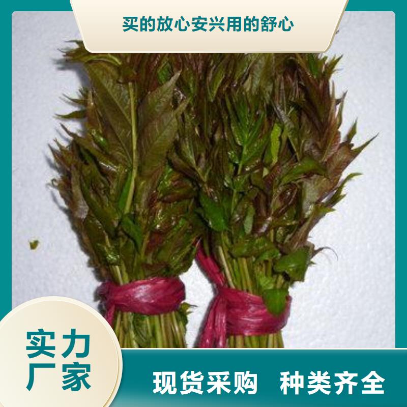 【香椿苗藍莓苗質量檢測】