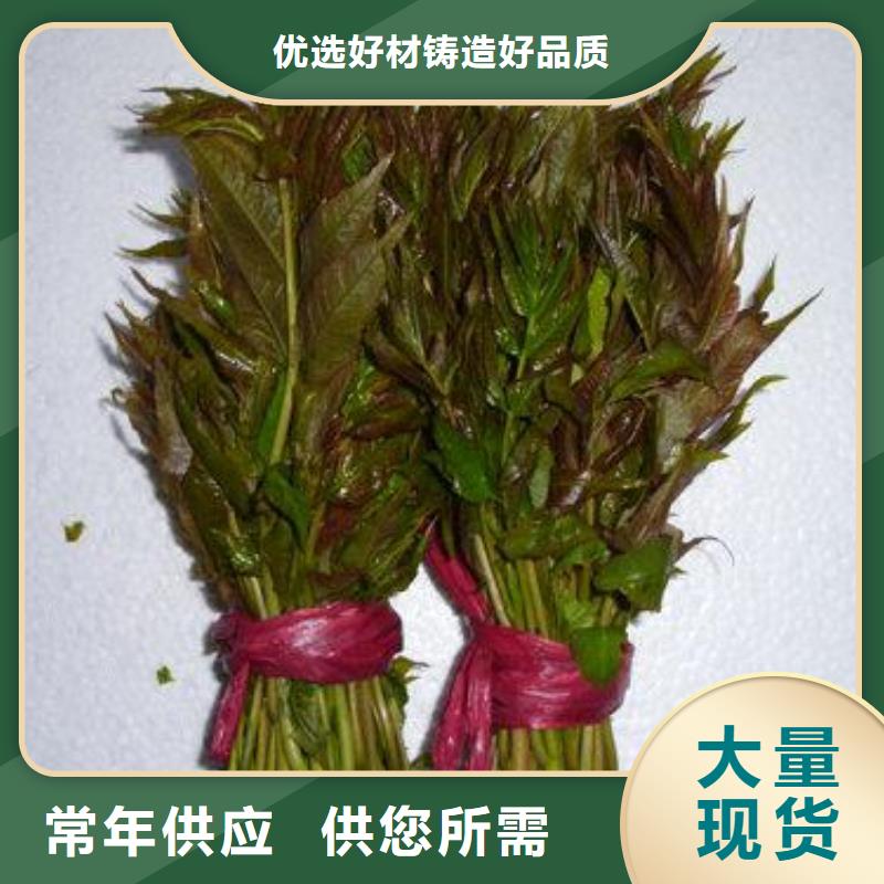 香椿苗藍莓苗自有廠家