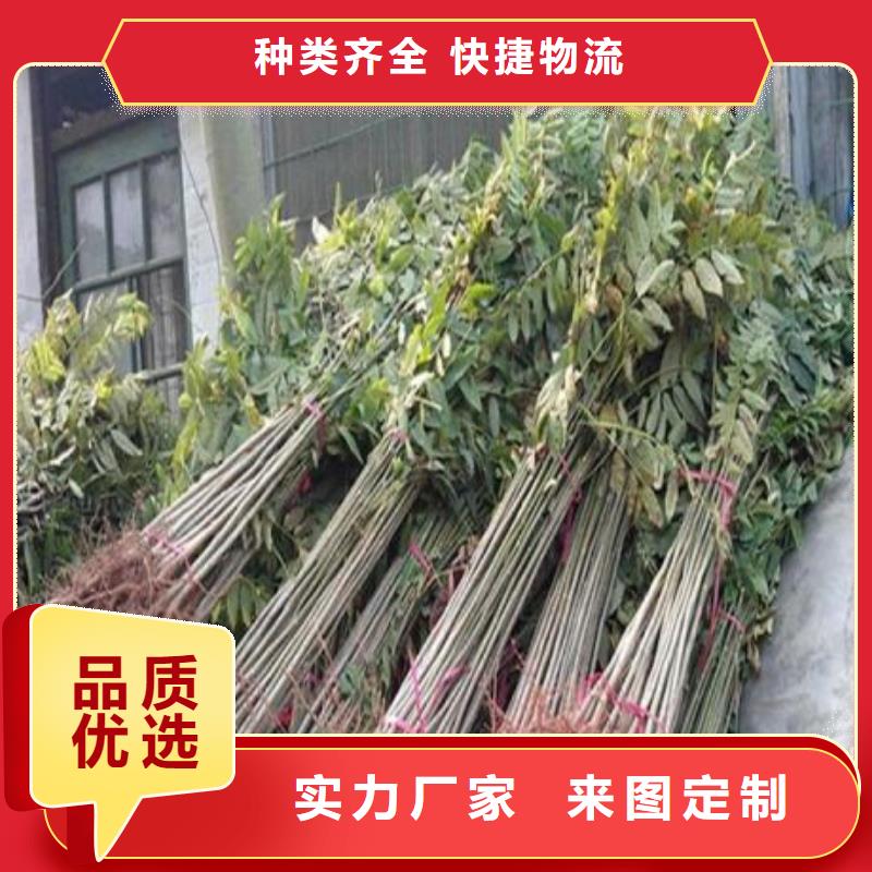 香椿苗桃樹苗質量牢靠