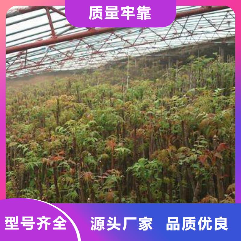 【香椿苗藍莓苗質量檢測】