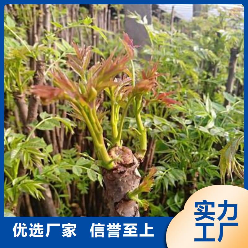 香椿苗_【蘋果苗】國標檢測放心購買