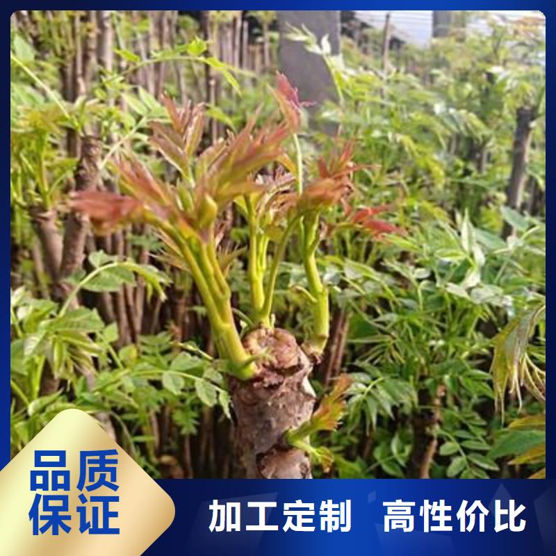 香椿苗桃樹苗用心做產品