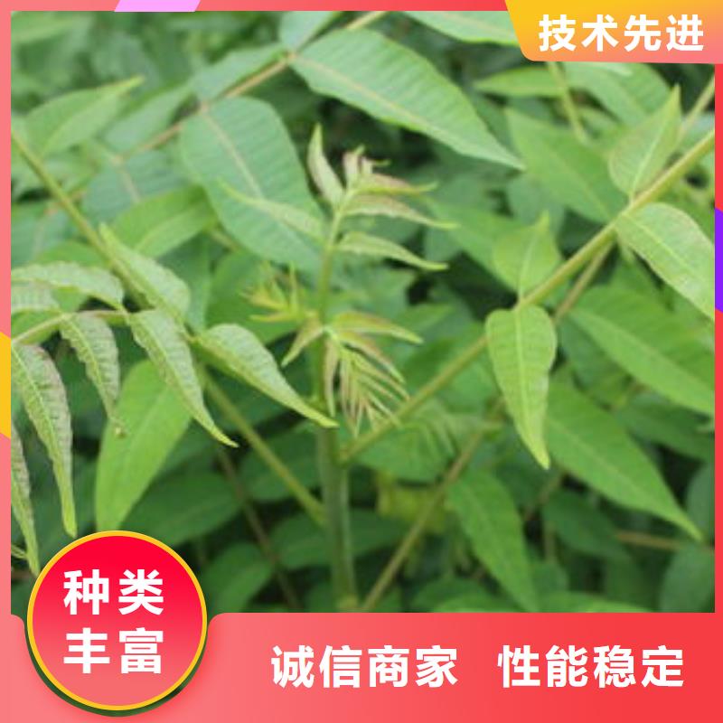 香椿苗花椒苗好产品价格低