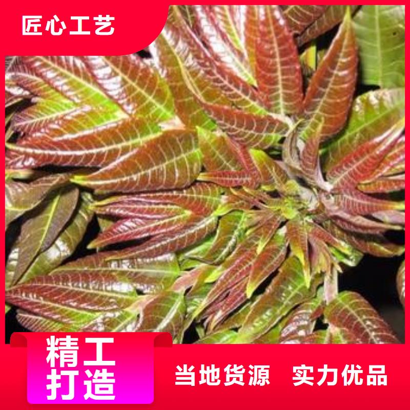 香椿苗花椒苗好產品價格低