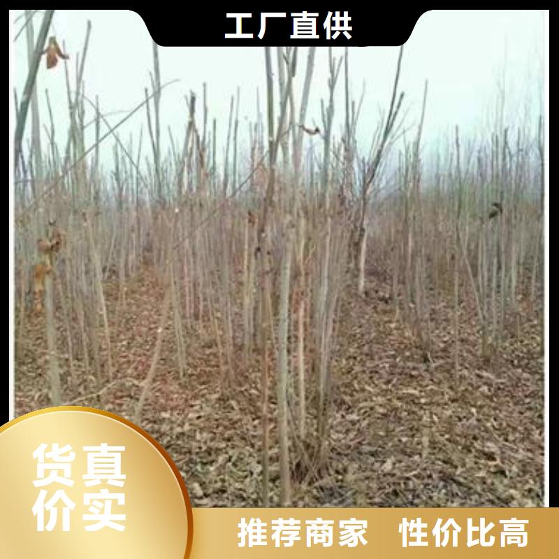 香椿苗山楂苗匠心品質(zhì)