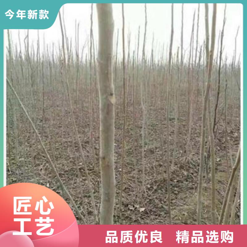 香椿苗梨樹苗現貨直供