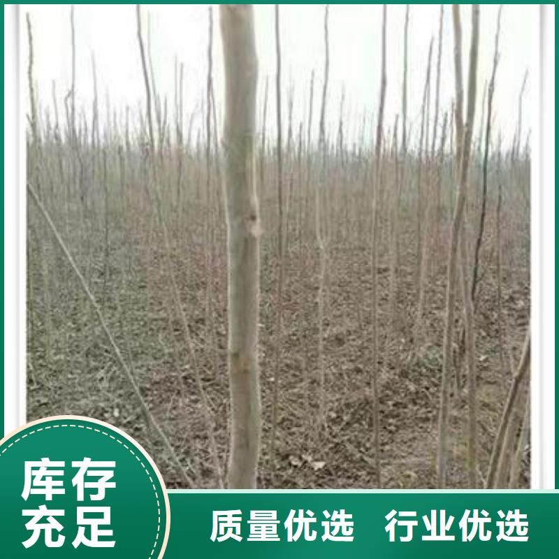 香椿苗【花椒苗】廠家貨源