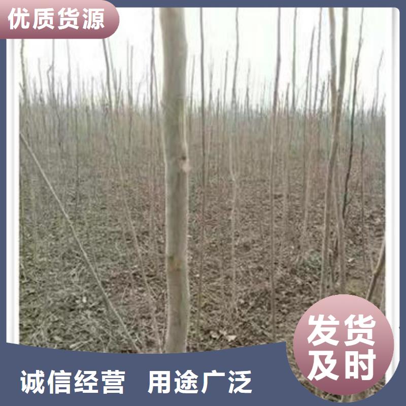 香椿苗梨樹苗專業按需定制