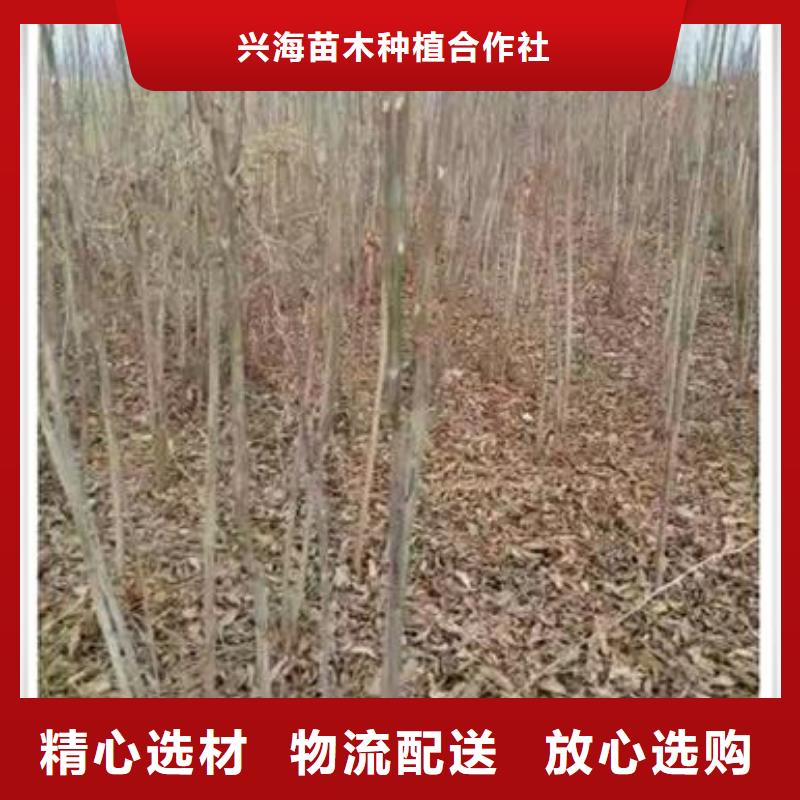 香椿苗桃樹苗用心做產品