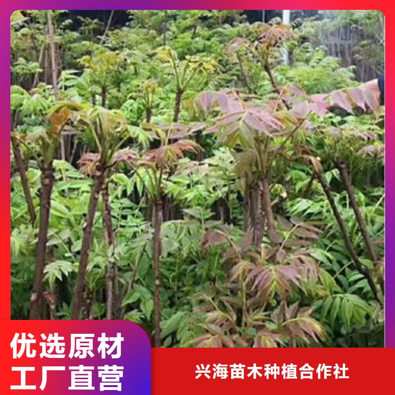 香椿苗桃樹苗質量牢靠