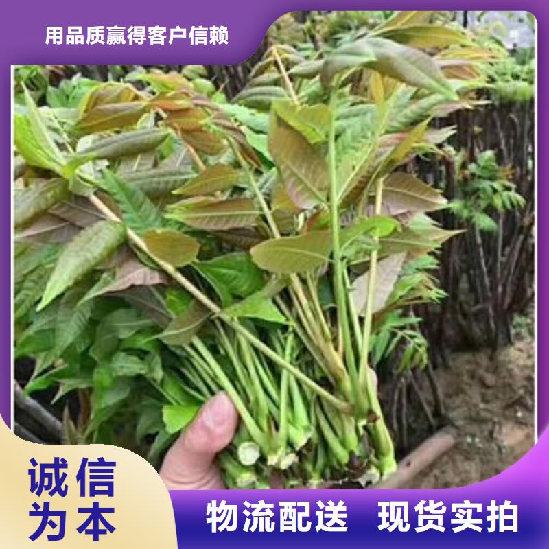 香椿苗花椒苗好产品价格低