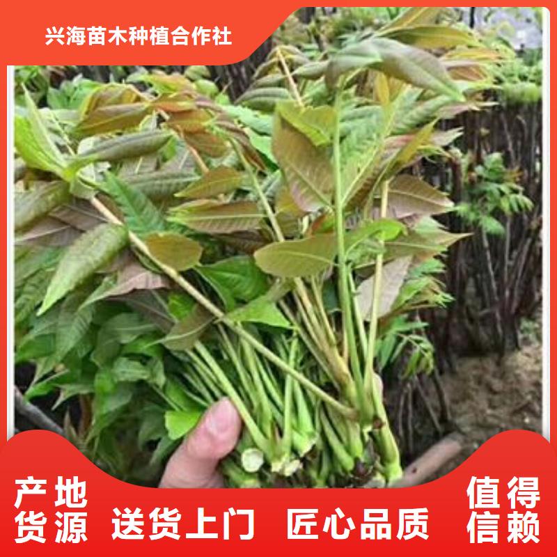 香椿苗_【蘋果苗】國標檢測放心購買