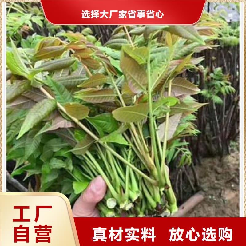 【香椿苗梨树苗一站式供应厂家】