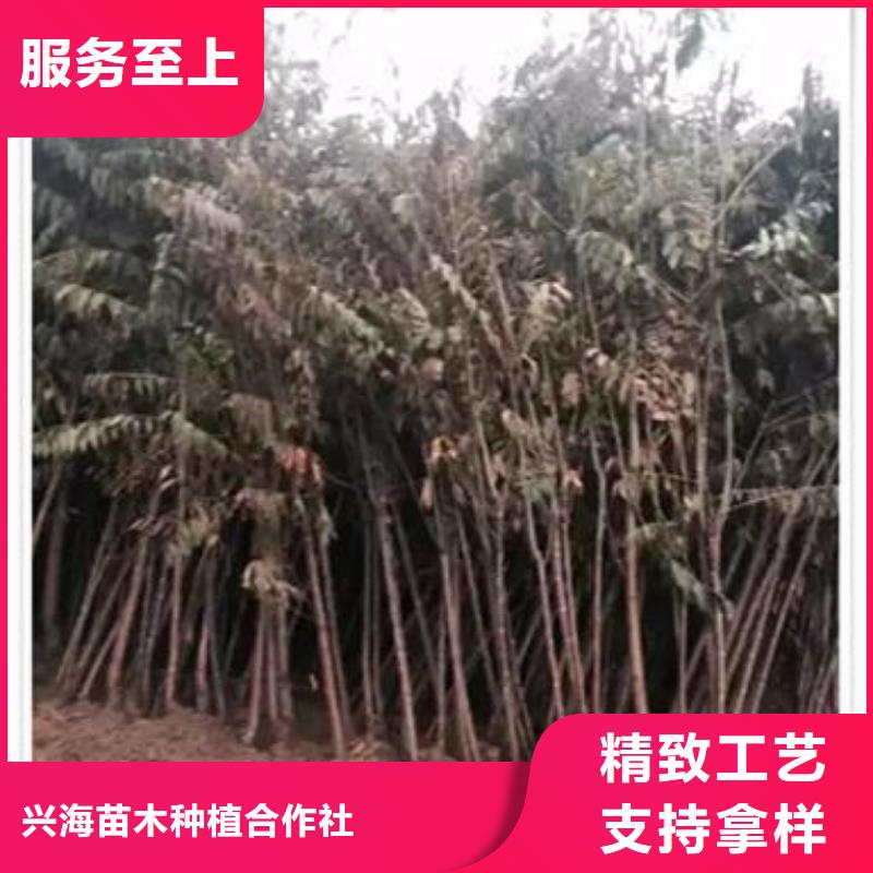 香椿苗桃樹苗用心做產(chǎn)品