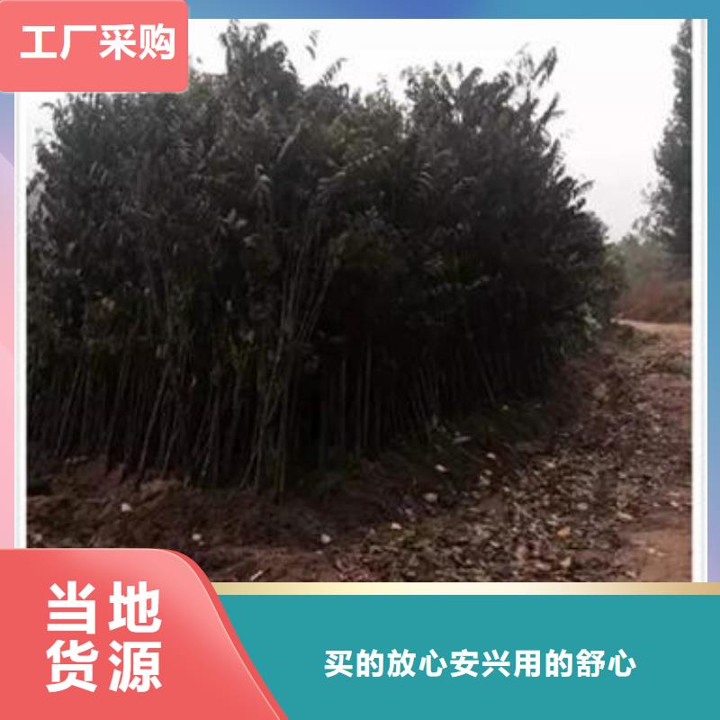 香椿苗【蘋果苗】廠家直營