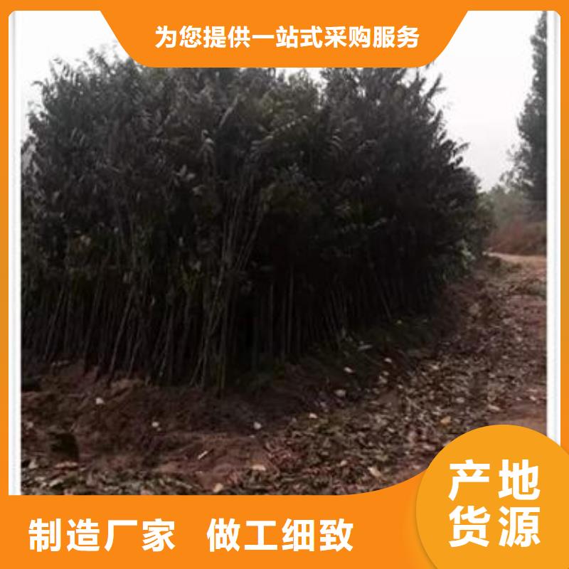 香椿苗_桃樹苗好產品價格低