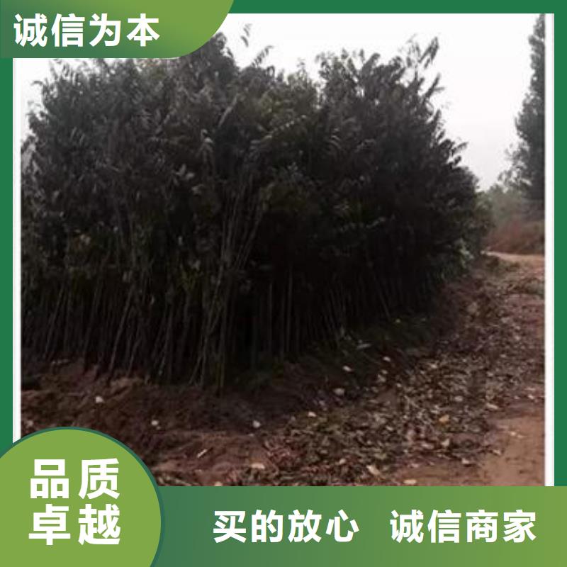 香椿苗板栗苗質量安全可靠